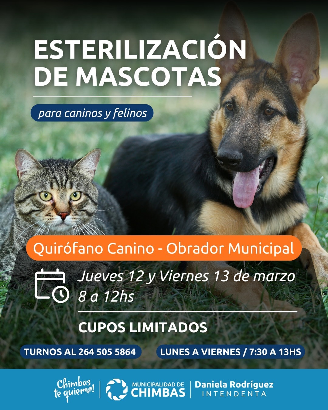 esterilizaciÓn de mascotas